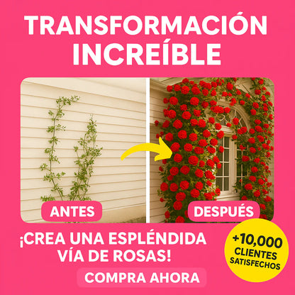 Semillas de Rosas Trepadoras